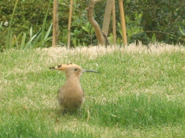 2012_0405yatugasira0036_2