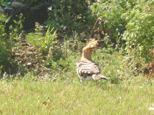 2012_0406yatugasira20056