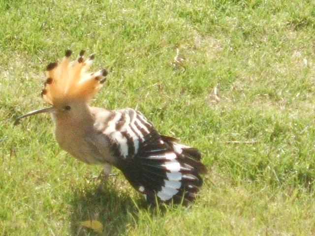 2012_0406yatugasira20066