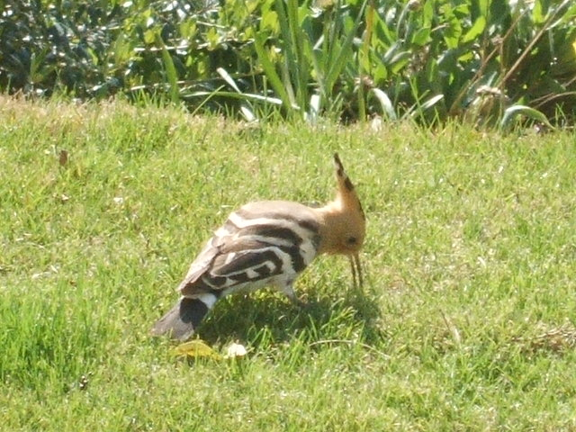 2012_0406yatugasira20073