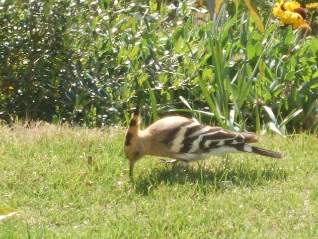 2012_0406yatugasira20074_2