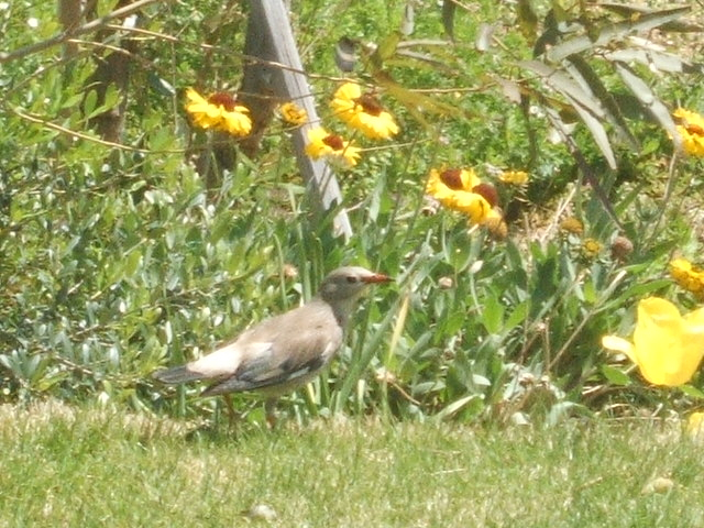 2012_0406yatugasira30014