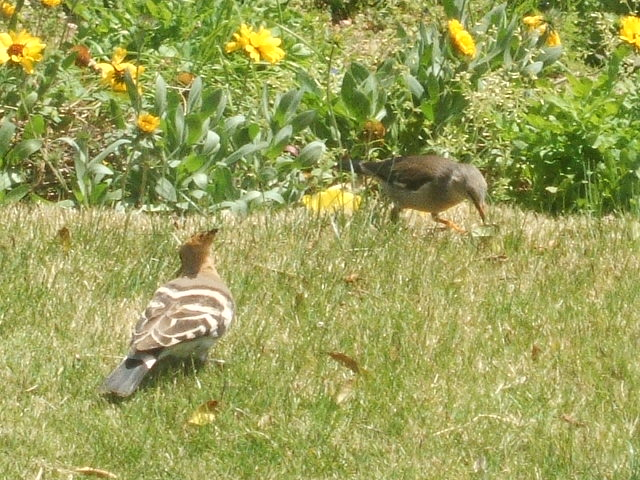 2012_0406yatugasira30027