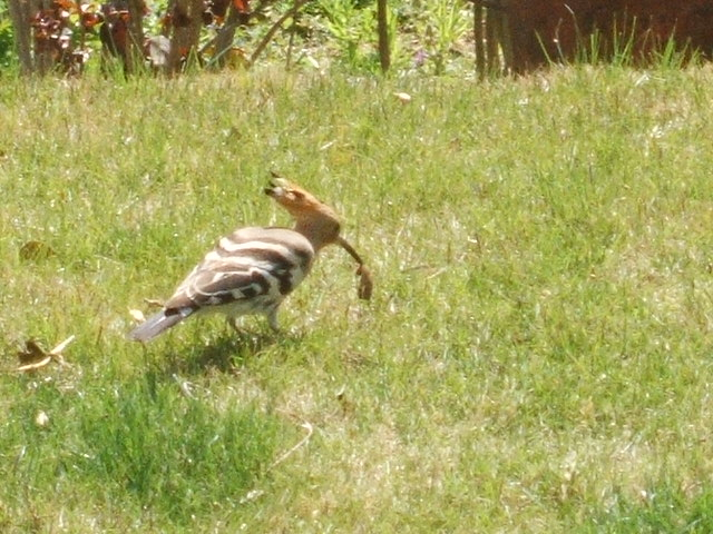 2012_0407yatugasira40021