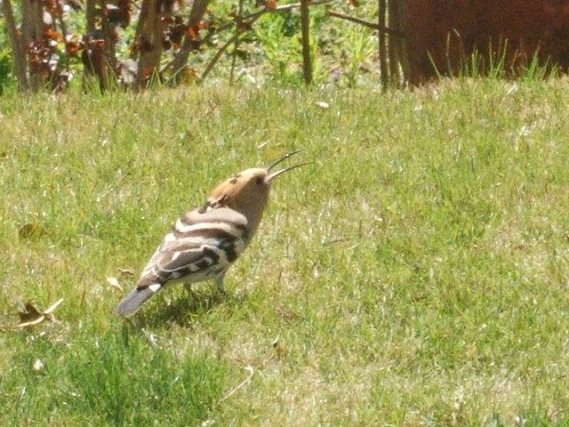 2012_0407yatugasira40022