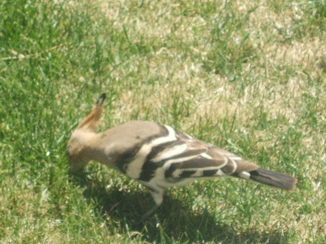 2012_0407yatugasira40041