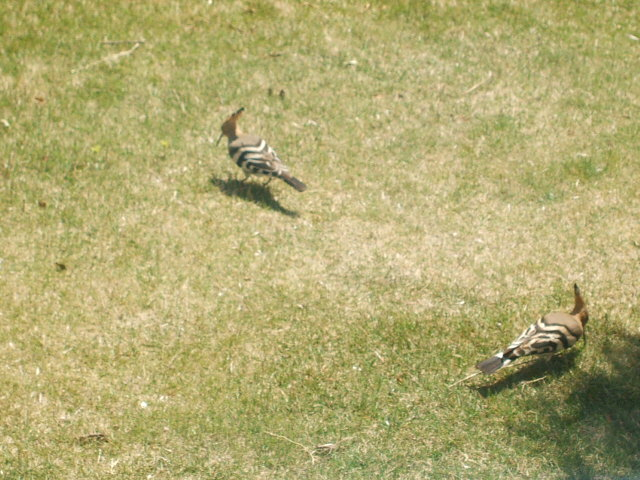 2012_0407yatugasira40073