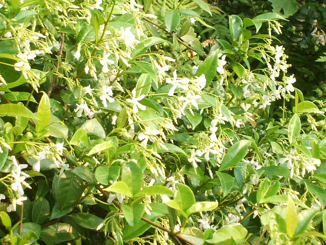 2012_0511ginger30006