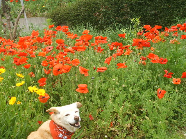 2012_0513ginger30018_2