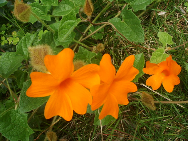 2012_0513ginger30028